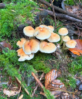 Ballı mantar adı verilen mantar, Armillaria mellea,