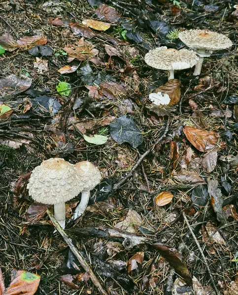 Beyaz şemsiye mantarı. Ormanda yenilebilir bir mantar..