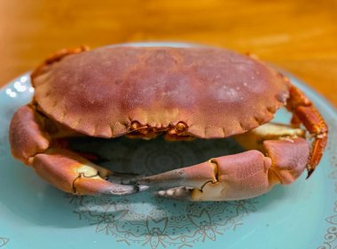 Top view or flat lay of a single cooked large Dungeness crab on dark blue plate with white wooden table underneath.