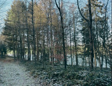 Soğuk orman ağaçlarıyla aydınlık akşam güneşi altında kış manzarası. Kış ormanı güneş ışığı altında - kış manzarası karla kaplı.