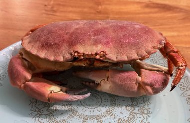 Top view or flat lay of a single cooked large Dungeness crab on dark blue plate with white wooden table underneath.