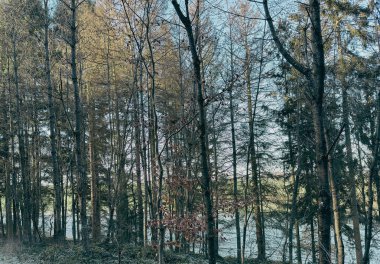 Küçük bir orman deresi, kısmen karla kaplı, yosun kaplı ağaçlar ve dallar arasında akar. Nehrin kıyısında, ilk yeşil filizler ve beyaz kardelen çiçekleri görünür, Emergi