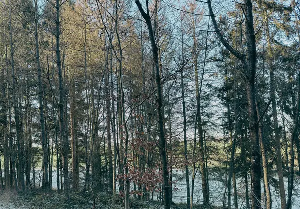 Küçük bir orman deresi, kısmen karla kaplı, yosun kaplı ağaçlar ve dallar arasında akar. Nehrin kıyısında, ilk yeşil filizler ve beyaz kardelen çiçekleri görünür, Emergi