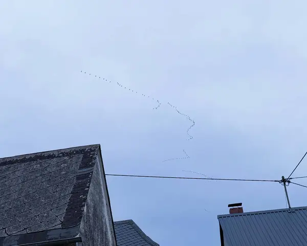 Bozuk bir V şeklinde uçan bir kaz sürüsü. Kış için yurtdışına göç ediyorlar. Kuş göçü.