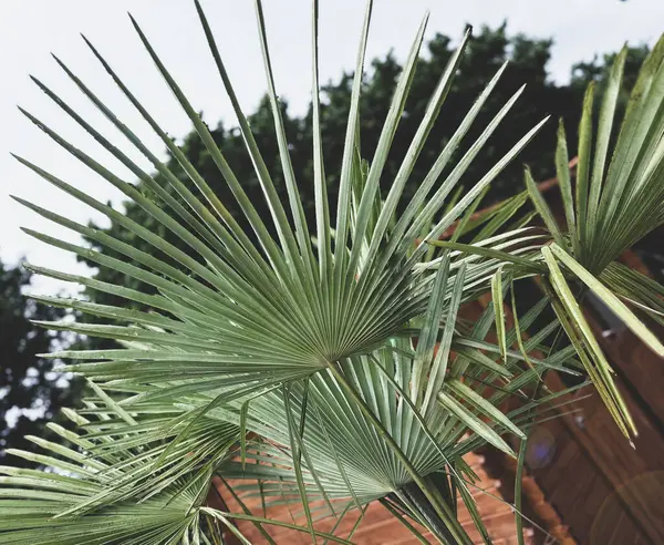 Beyaz duvarda palmiye yaprağı gölgeleri.