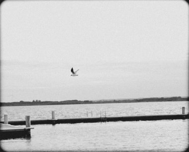 Sakin bir gölün üzerinde süzülen bir kuş, sessiz ve rahat bir yer..