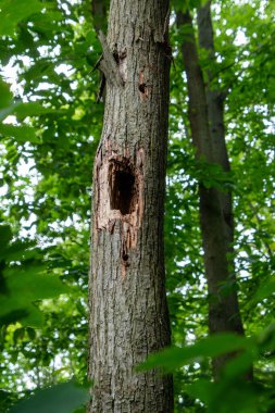 Yeşil yapraklı bir ormanda bir ağaç ve gövdesinde bir hayvan tarafından yapılmış gibi görünen büyük bir delik..