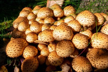 Yakınlarda yetişen yeşil bitkilerin ortasındaki güneş ışığıyla aydınlatılmış bir yığın üzerinde Schueppling denilen birkaç mantar..
