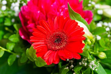 Yeşil yaprakların üzerinde kırmızı bir gerbera çiçeği. Çiçek tam anlamıyla güneşte parlıyor..