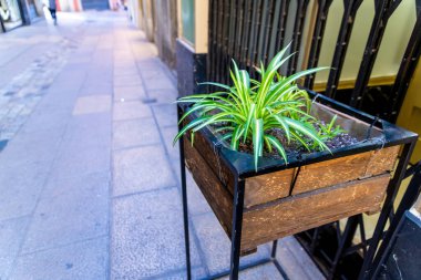 Dikdörtgen bir saksısı ve sağında yeşil bir bitkisi olan bir cadde..