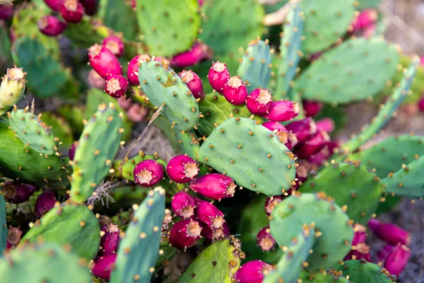 A green prickly pear with fruits in red.