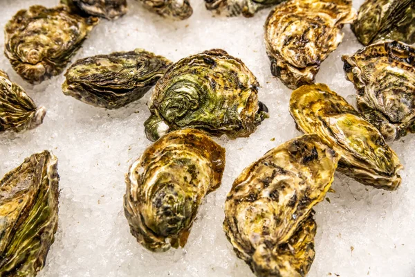 Buzdaki taze istiridyeler kapalıdır. Satılık ya da hazırlanmaya hazırdırlar.