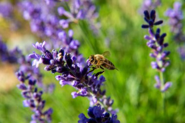 Mor renkli lavantadan arı toplayan bir tekar. Arı uçarken bitkiye tutunuyor. Birçok başka lavanta bitkileri ve yeşil yapraklar görebilirsiniz..