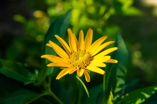 A yellow flower, called by the German name Sonnenauge, framed by green leaves that disappear into the blur. The flower has long yellow petals.