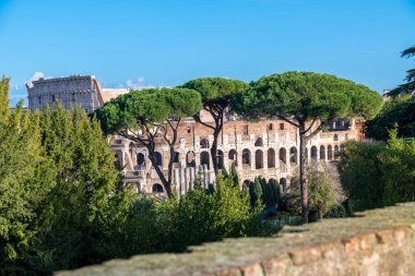 Roma, Latium - İtalya - 11-23-2022: Palatine Hill 'den Colosseum cephesine görüntü. Üç uzun çam ağacı ve diğer ağaçların arasından bak. Foro Romano 'daki bazı sütunlar görülebilir..