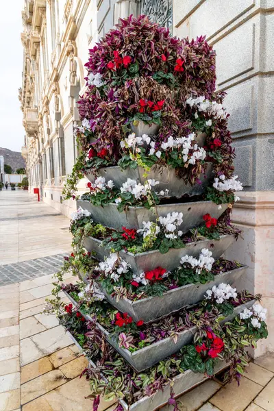 Cartagena, Murcia - İspanya - 01-16-2024: Katmanlı çiçek yetiştiricileri kentsel bir zemin karşısında canlı bir görüntü oluşturdular