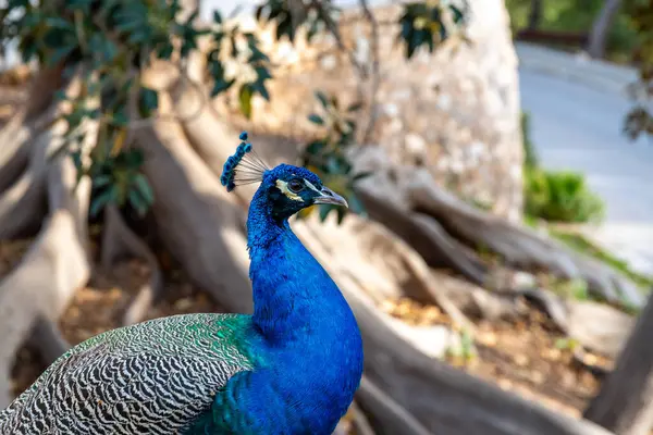 Cartagena, Murcia - İspanya - 01-16-2024: Kartagena 'da bir ağacın yakınına tünemiş çarpıcı mavi tüylü bir Peacock' un yakın çekimi
