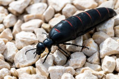 Berberomeloe majalis, aynı zamanda kırmızı çizgili yağ böceği olarak da bilinir, hafif çakıl taşları üzerinde, belirgin segmentli vücut ve antenler sergiliyor.