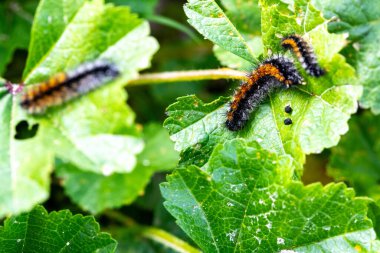 Yeşil yapraklı turuncu çizgili kıllı tırtıllar.