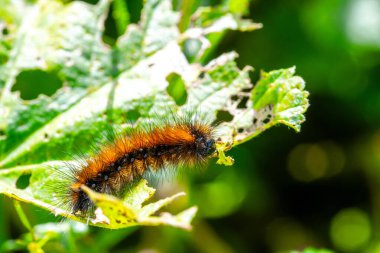 Yeşil yapraklı turuncu çizgili kıllı tırtıl.