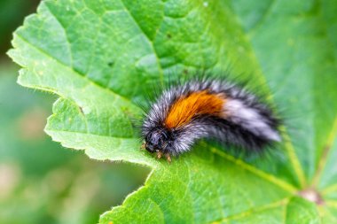 Yeşil yapraklı turuncu çizgili kıllı tırtıl.