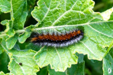 Hairy pine processionary caterpillar with distinct orange stripe on green leaf clipart