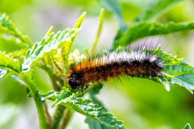 Yeşil yapraklı turuncu çizgili kıllı tırtıl.