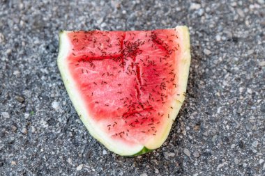 Gri asfalt yüzeyinde karıncalarla kaplı bir karpuz dilimi.
