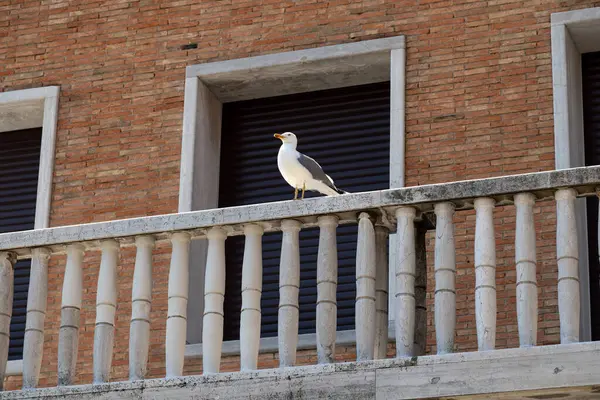 Venedik, Veneto - İtalya - 06-09-2021: Klasik bir Venedik binasının balyasında bir martı duruyor