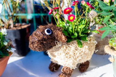 Brieselang, Brandenburg - Almanya - 03-21-2021: Güneşli bir bahçede, renkli çiçeklerle süslenmiş, sicimden yapılmış tuhaf bir koyun biçimli saksı