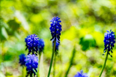 Parlak mavi üzüm sümbülleri bulanık bir bahar arkaplanına karşı canlı bir şekilde ortaya çıkar.