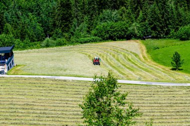 Eben im Pongau, Salzburg - Avusturya - 06-16-2021: Avusturya 'da ormanla çevrili bir çayırın samanlığında traktör biçimi