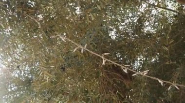 Kuru bir yaprak döken ağaçta elektrikli bir ışık dizisi. Ağaç Güney Avrupa 'da bulunmaktadır.