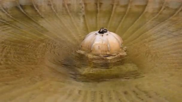一个圆圆的老喷泉的气泡的特写 这个喷泉已经稍微发黄了 在欢快的水中起泡了 — 图库视频影像