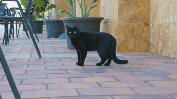 Μια Μαύρη Γάτα Εντελώς Χαλαρή Κοιτάζοντας Γύρω Στην Περιοχή Στέκεται — Αρχείο Βίντεο