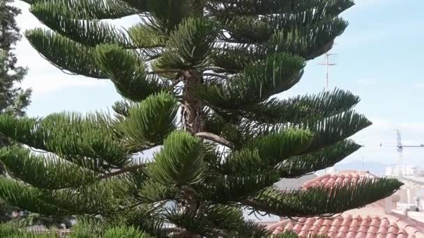 アラウカリアと呼ばれる緑豊かな樹木の底から上に広げ 枝は非常に茂みがあり 鋭く堅い針で飾られています — ストック動画