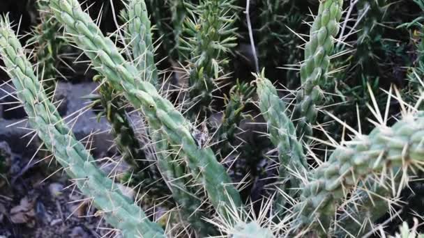 Vista Desde Abajo Hacia Arriba Arbusto Cactus Verde Con Muchas — Vídeos de Stock