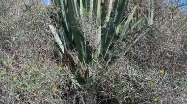 Aşağıdan yukarıya bir Agave 'in tepesi, altta kuru çalılık ve yukarıda mavi gökyüzü.
