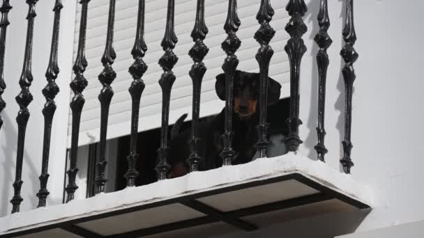 西班牙阿利坎特 德纳亚11 2023 一个黑色的腊肠 在一个锻造的铁门后面的阳台上 好奇而专注地向下看 在后面 有一个快门窗 — 图库视频影像
