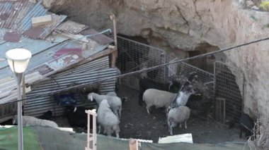 Guadix, Granada - İspanya 01-25-2024: Guadix 'te bir mağara evinin küçük bir avlusu koyun ve keçi gibi çok sayıda hayvanın çok sınırlı bir alanda tutulduğu.