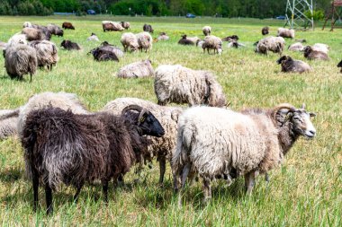 Brieselang, Brandenburg - Almanya - 03-29-2022: Açık bir çayırda otlayan bir koyun sürüsü, yeşil bir arka planda çeşitli renklerde koyunlar barındırıyor.