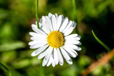 Beyaz taç ve sarı merkezli papatya çiçeği bulanık yeşil arka planda.