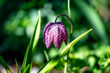 Mor kareli zambak çiçeği canlı yeşil yapraklar arasında yeşeriyor..