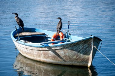 Arona, Piemont - İtalya - 07-04-2024: Maggiore Gölü 'nde dinlenen iki karabatak, sakin su ve hafif dalgalara karşı hazırlanıyor.