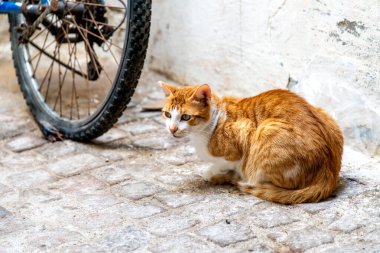 Çürümüş kırmızı kedi, kaldırım taşı zeminde bisikletin yanında..