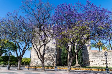 Jerez de la Frontera 'nın Alcazar' ı ön planda çiçek açan jakaranda ağaçlarına ev sahipliği yapar. Mor çiçekleri kale duvarına zıt düşer..