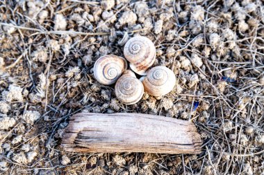 Kuru, çorak bir toprak yakın plan ölü bitki parçaları üzerinde dinlenen dört boş spiral kabuk ve yıpranmış bir ahşap parçası ile küçük dallar içerir..