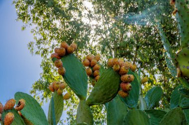 Cactus pads with yellow and orange prickly pears in dense clusters, sunlight filtering through trees and lush growth under clear sky. clipart