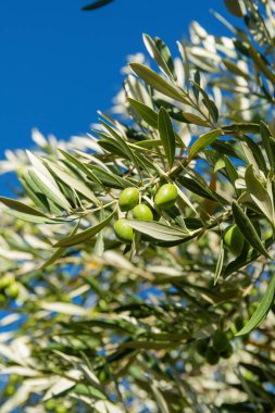 Dar yeşil yaprakları ve küçük yeşil zeytinleri olan zeytin dalına yakın çekim, açık mavi gökyüzüne karşı güneş ışığıyla aydınlatılmış..