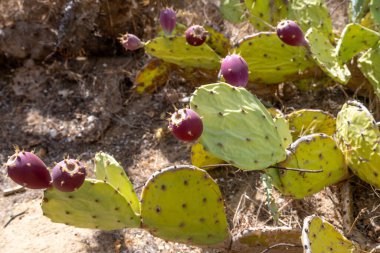 Green cactus plants with purple fruits, covered in spines, sitting on dry ground with stones, and organic material under bright sunlight. clipart